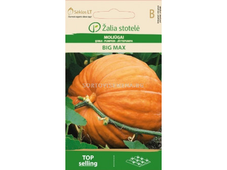 Тиква Биг Макс (PUMPKIN BIG MAX) 'SK - 3 г