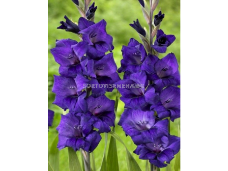 гладиол Purple Flora