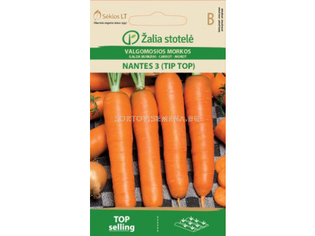 тип семени моркови