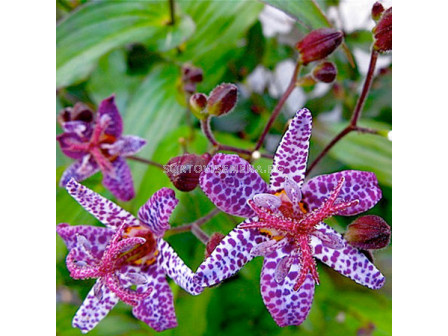 Трициртис / Tricyrtis Hirta / 3 бр