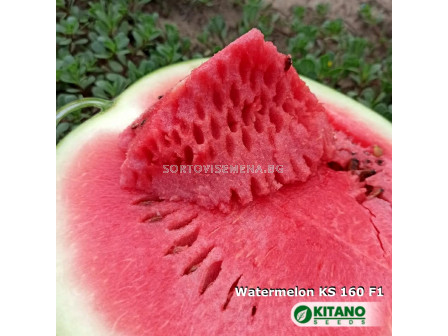 Семена Дини Кинби - Watermelon Kinbi (KS 160) F1 