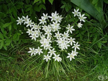 Чадърест гарвански лук /Ornithogalum umbellatum/ 1 оп (25 бр )