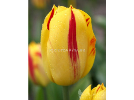 Лале (Tulip) Washington