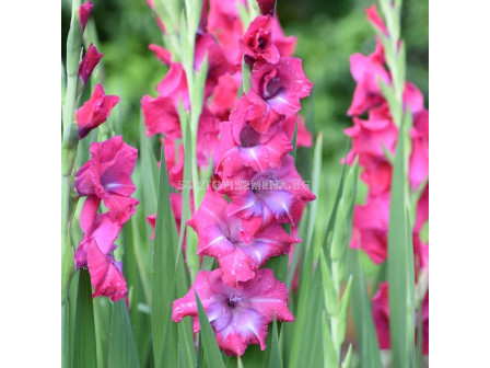 Гладиол Lumierre - Gladiolus large-flowered  'Lumierre - 1бр.