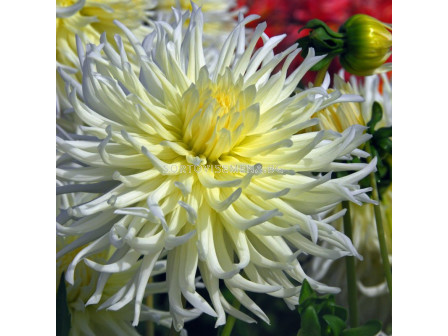 Далия /Dahlia cactus White Star/ 1 коренище