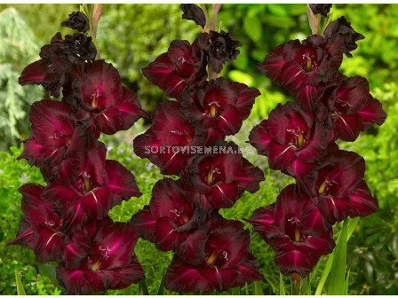 Гладиол Gladiolus Black Surprise 1 бр