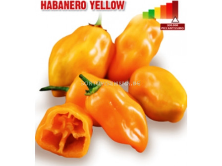 Семена Пикантен пипер (чушки) Habanero Yellow "SG