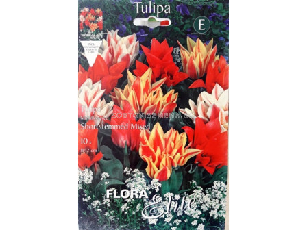 Лале (Tulip) Multiflora-Mix 11/12
