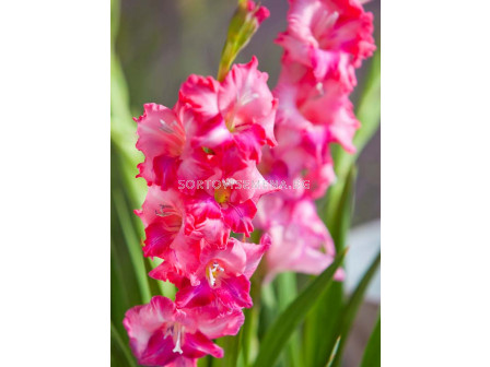 Гладиол мини / Gladiolus Mini Charm / 1 бр