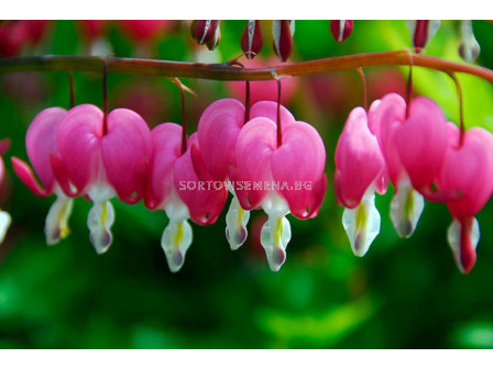 Дамско сърце / Dicentra Spectabilis / 1 бр