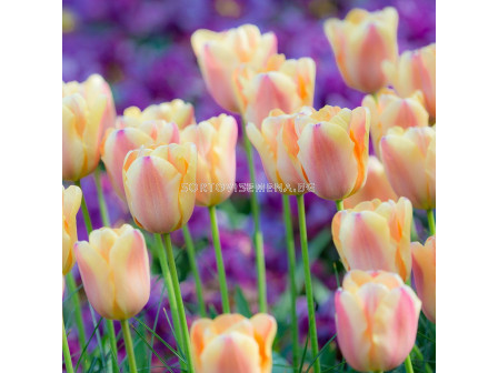 Лале /Tulip ''Apricot Foxx'