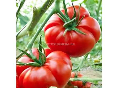 Семена домати 23-4 F1 /тип Марманде/ - 500 семена