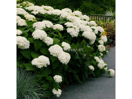 Хортензия бяла /Hydrangea Arborescens Annabelle / 1 бр фиданка			