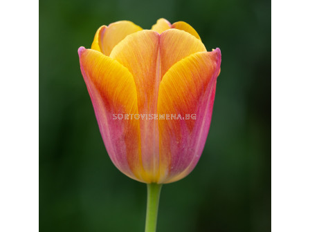 Лале /Tulip Orange Dynasty' 11/12