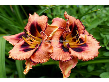 Хемерокалис /HEMEROCALLIS AWESOME BLOSSOM/ 1 бр