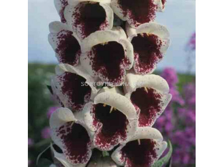 Напръстник -Digitalis Giant Spotted - 1 бр