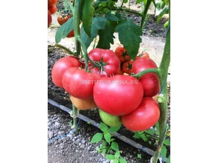 Сорт домати Димероса F1 - 500 сем