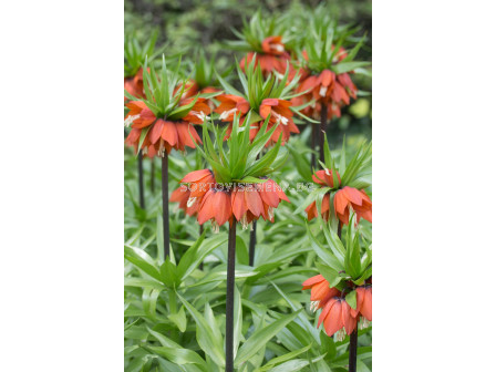 Фритилария / Fritillaria imperialis 'William Rex' / 1 бр