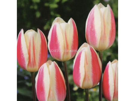 Лале Silk Surprise 1 бр