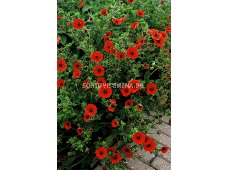 Очиболец / Potentilla Gibson's Scarlet / 1 бр