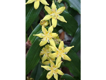 Орхидея - Трициртис / Tricyrtis Yellow / 1 бр