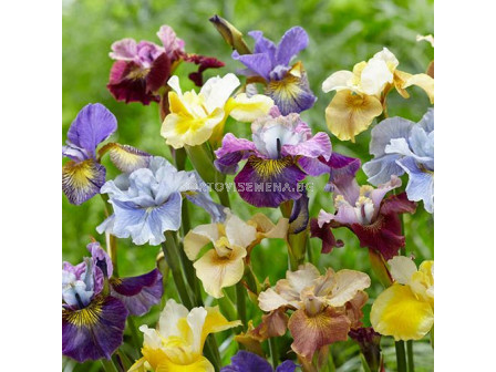 Ирис микс -  Iris Siberica Mixed - 4 бр.