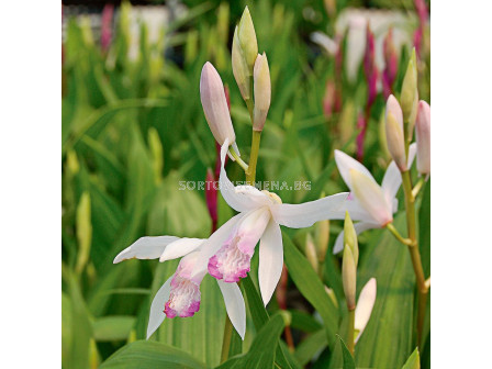 Земна орхидея /Bletilla striata 'Kuchibeni'/- 5 бр