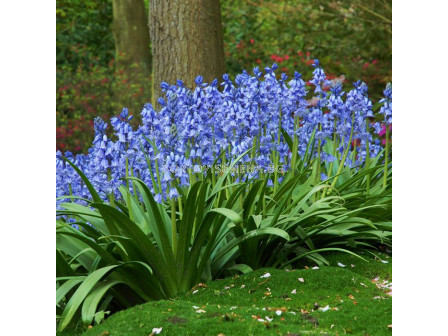 Лъжезюмбюл /Hyacinthoides Hispanica Blue/ 1 бр