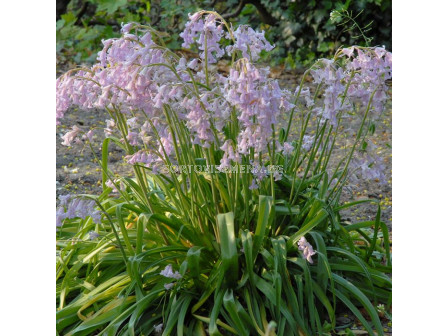 Лъжезюмбюл /Hyacinthoides Hispanica Pink/ 1 бр