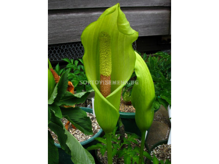 Amorphophallus napalensis Conjac