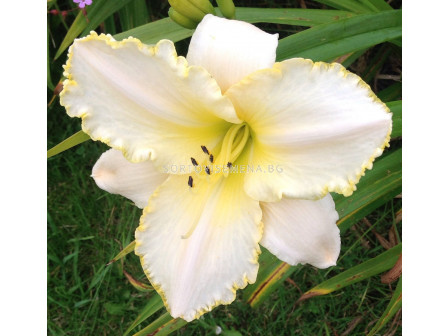 Хемерокалис / Hemerocallis Double Yellow / 1 бр