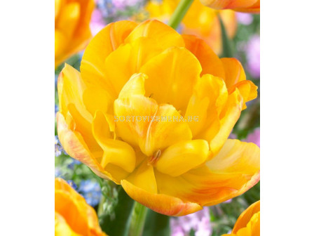 Лале /Tulip Granny Award/ 11/12