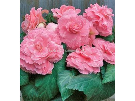 Бегония Лейс Пинк / Begonia Lace Pink / 1 бр