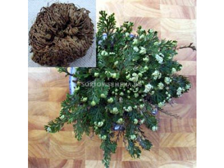 Йерихонска роза /Selaginella lepidophylla / 1 бр