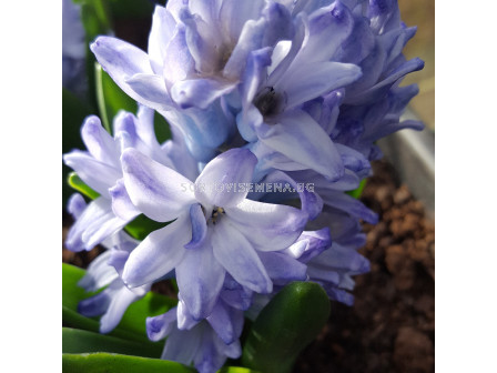 Зюмбюл / HYACINTHS BLUE EYES/ 14/15