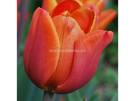 Лале /Tulip Annie Schilder/ 11/12