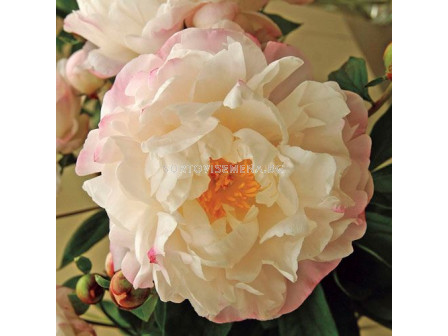 Божур / Paeonia Gardenia / 1 бр