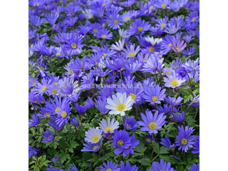 Анемоне /Anemone blanda  Blue Shades / 1 бр