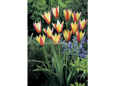 Лале /Tulip Clusiana Cynthia/ 6/7