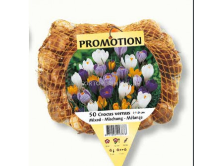 Минзухар /Crocus large flowering mixed / 1 оп -50 бр