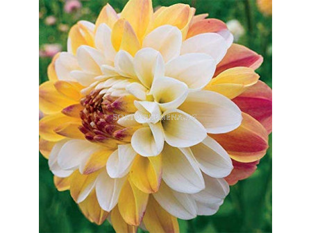 Далия Дабъл Джил /Dahlia decorative Double Jill / 1 оп ( 1 бр )