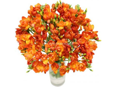 Фрезия /Freesia double orange/ 