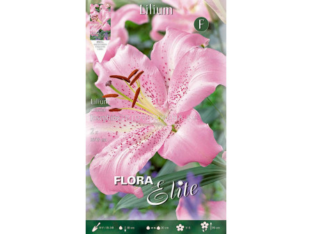 Лилиум / Flora Elite  Lilium oriental Josephine/ 1 оп - 2 бр
