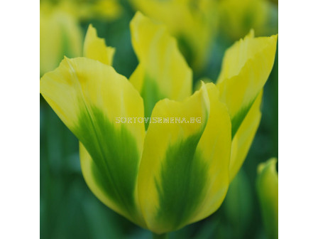 Лале /Tulip Yellow Springgreen/ 11/12
