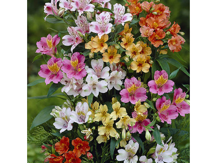 Алстромерия /Alstroemeria Ligtu-Hybrids/ 1 бр