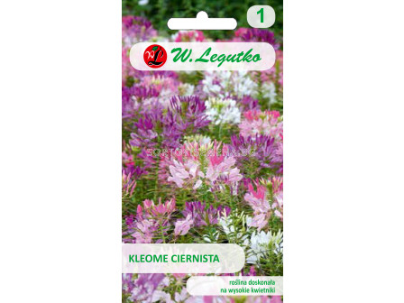 Семена Паяково цвете / Cleome spinosa mixture /LG 1 оп