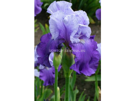 Ирис /Iris Purple/lila/ 1 бр