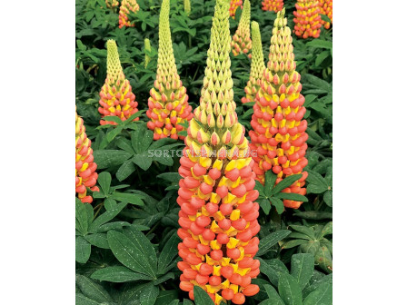 Лупина  / Lupinus Apricot/Yellow / 1 бр