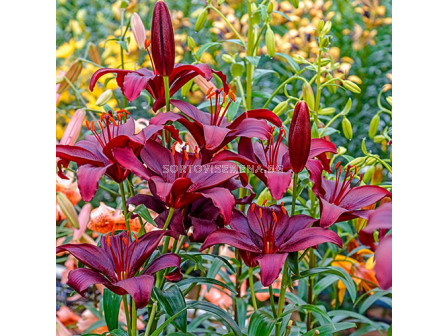  Лилиум азиатски Мапира / Lilium asiatic Mapira / 1 бр