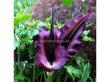 Драконовски арум /Dracunculus vulgaris/ 